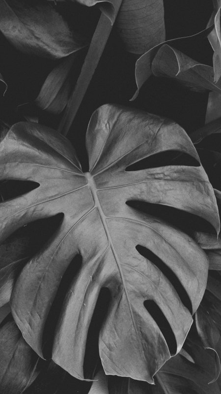 Листья черно белые