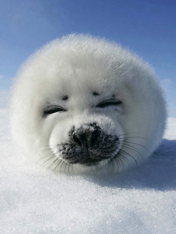 Гренландский тюлень