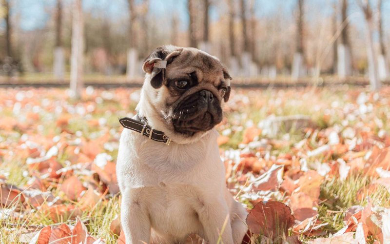 Заставка Мопс