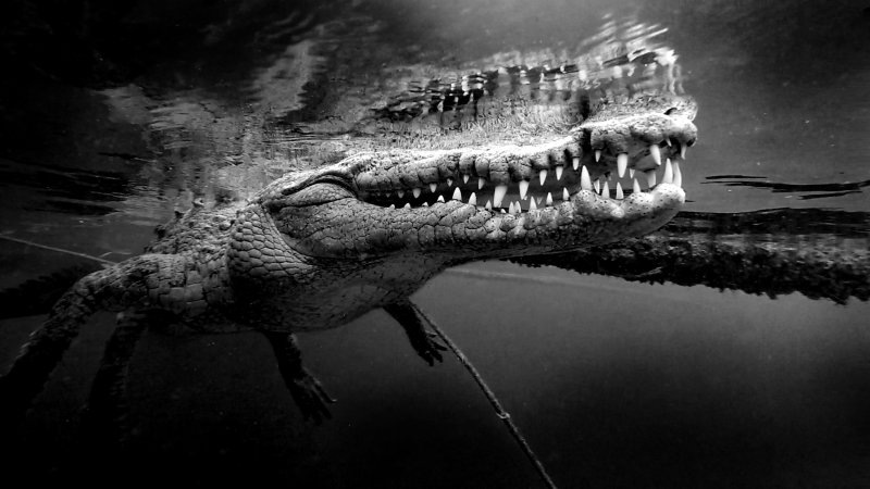 Крокодил на рабочий стол