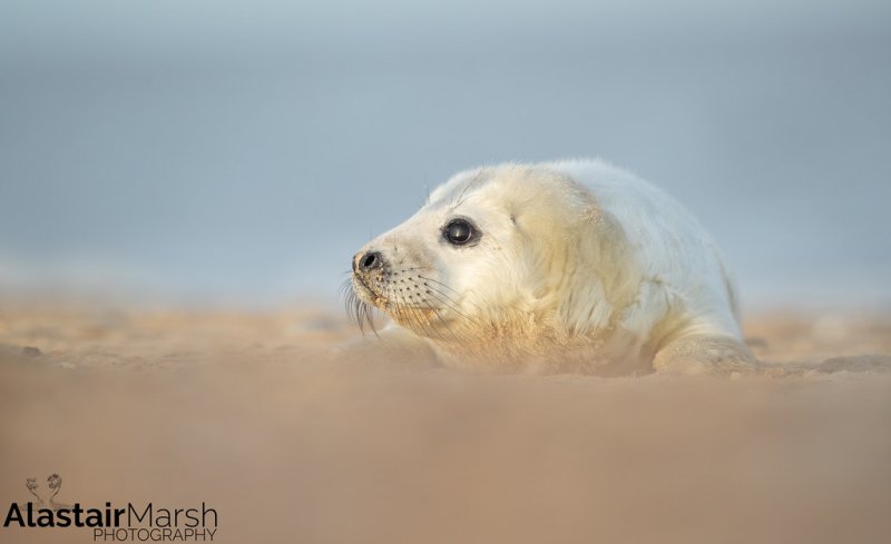 Морской котик заставка