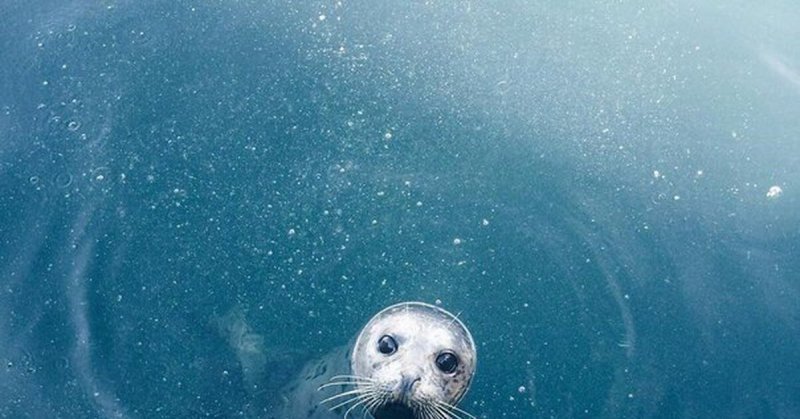 Тюлень на рабочий стол