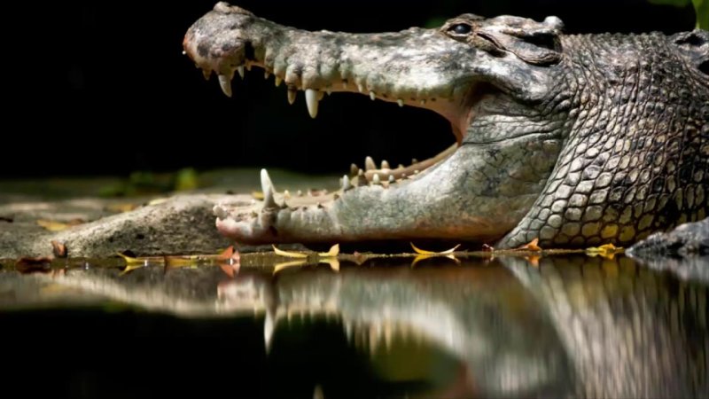Гребнистый крокодил Вьетнам