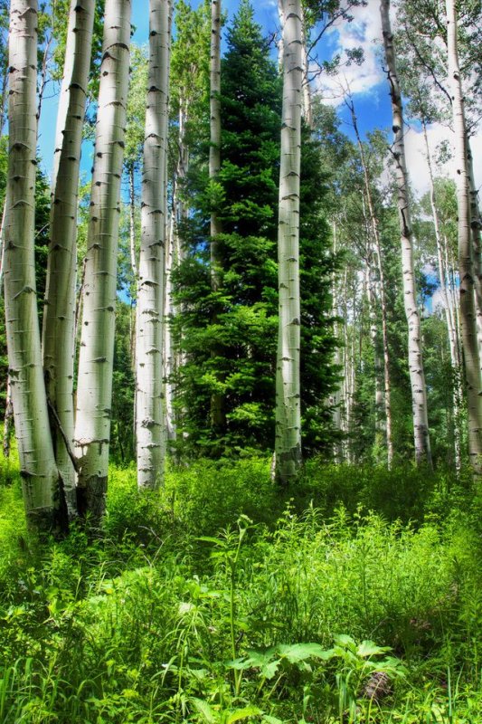 Природа лес