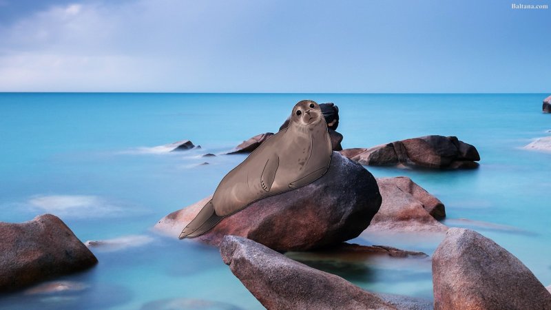 Крылатка тюлень