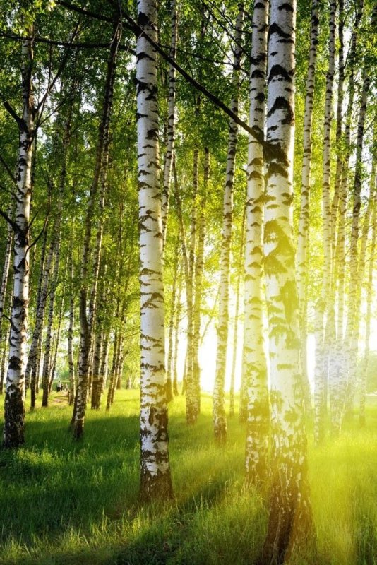 Березовый лес