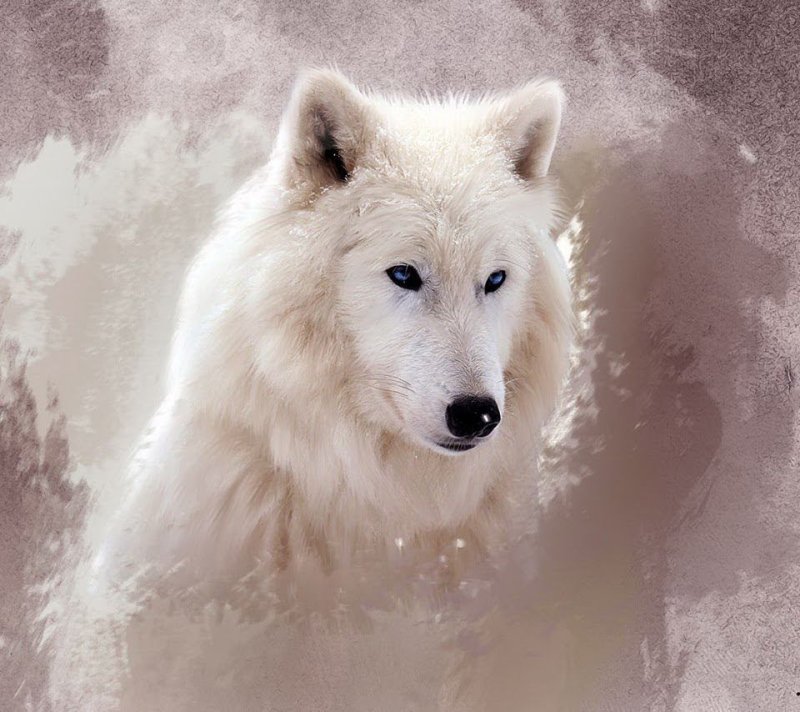 Красивый волк