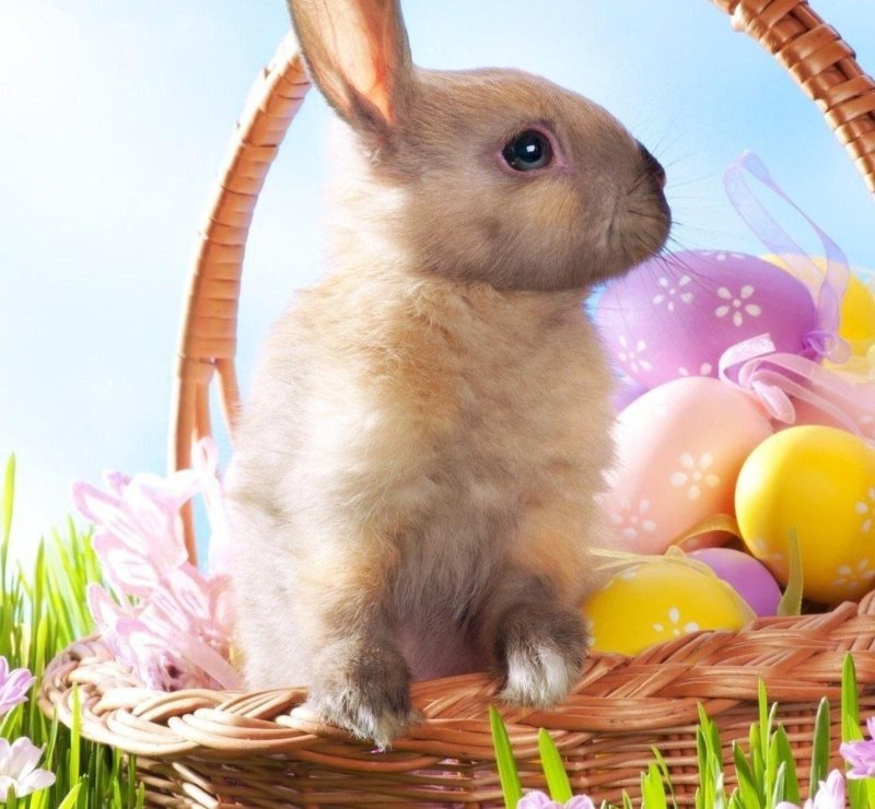 Пасха кролик