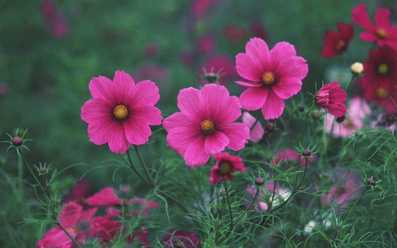 Космея карликовая бордюрная