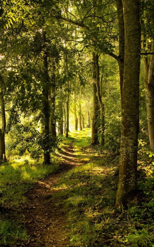 Красивый лес