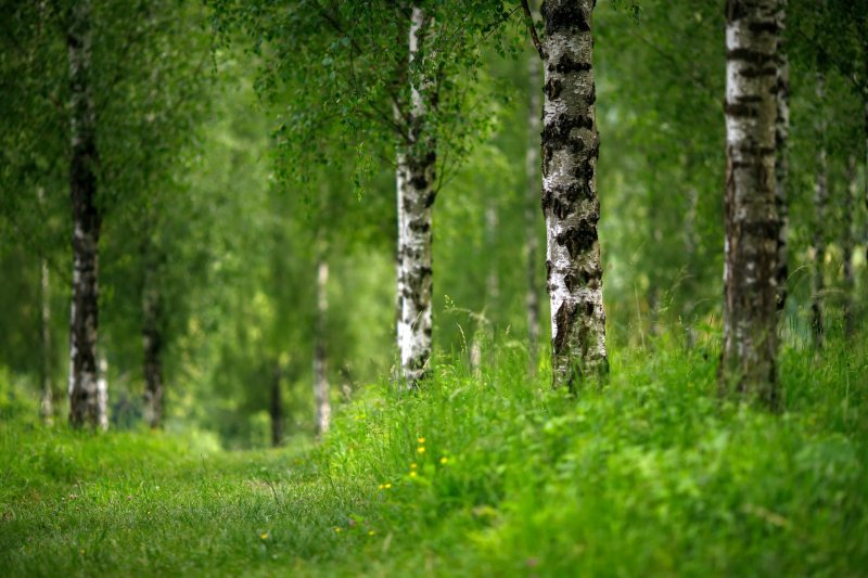 Поляна с березами