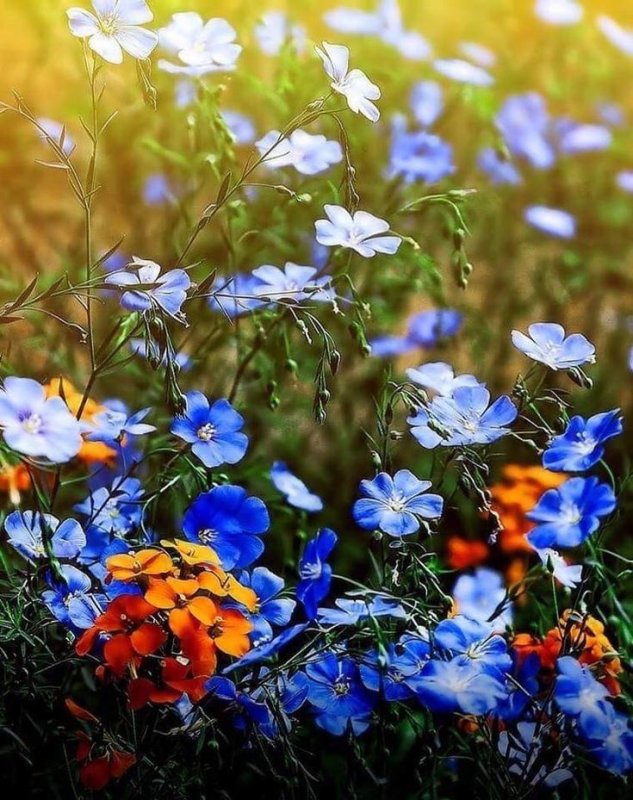Полевые цветы