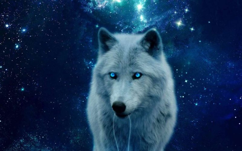 Волк на синем фоне
