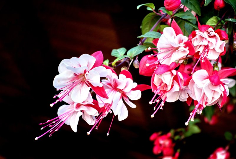 Фуксия Пинк галоре