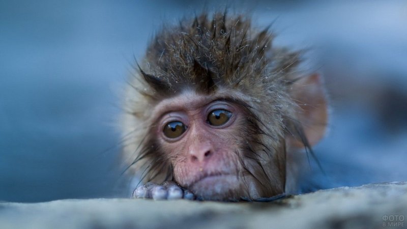 Смешные обезьяны