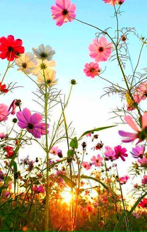 Космея Китай