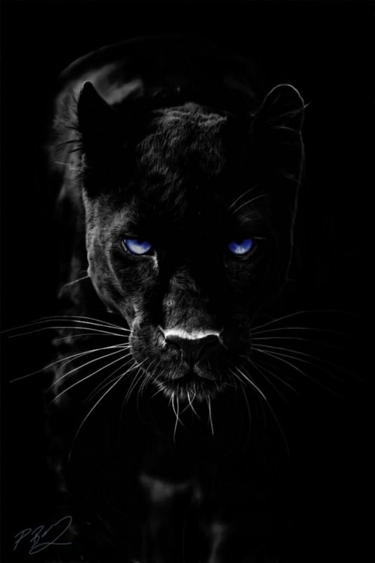 Черная пантера