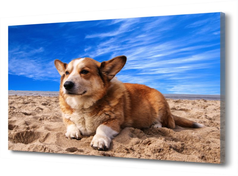 Вельш-корги пемброк