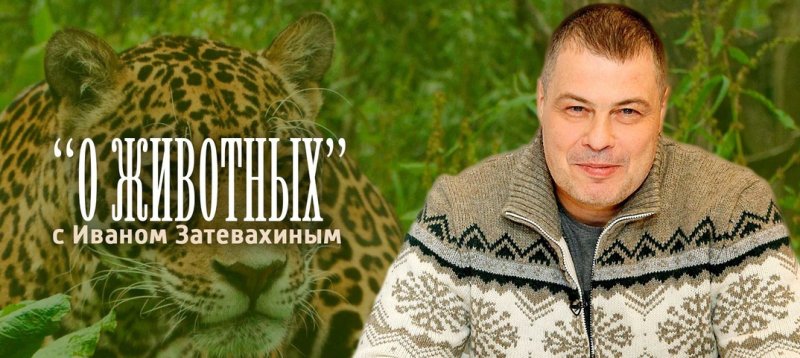 Иван Затевахин диалоги о животных
