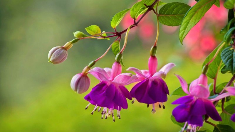 Фуксия таусендшен