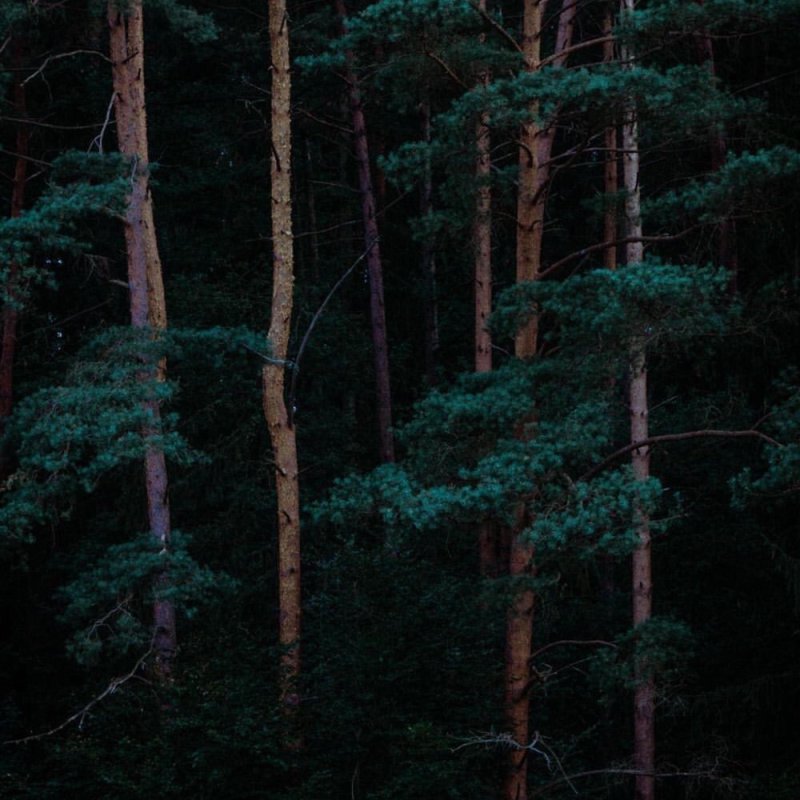 Темный еловый лес