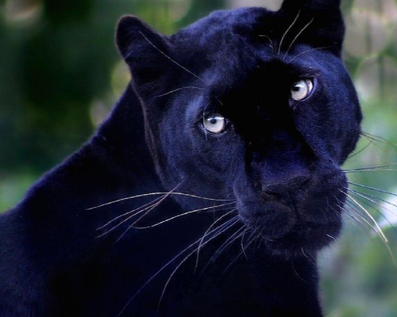 Пума Багира