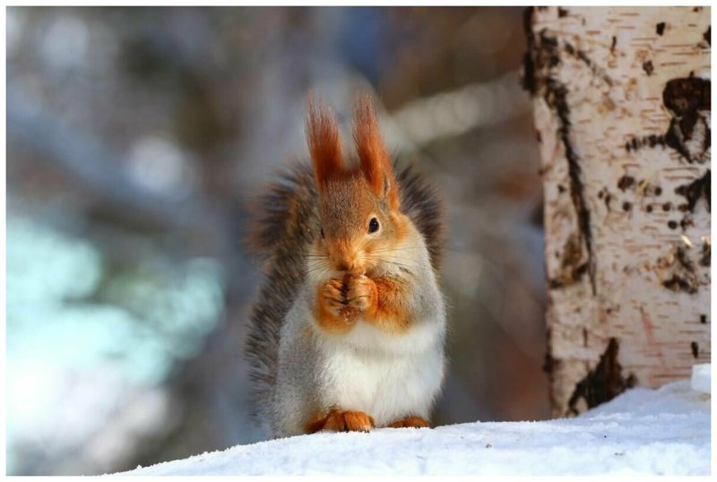 Животные весной