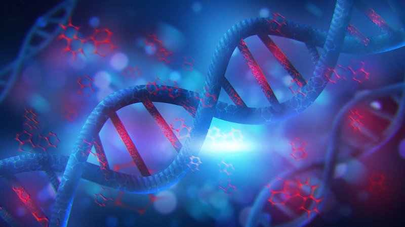 Цепочка ДНК