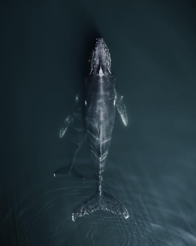 Кит в океане вид сверху