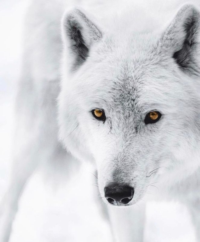 Мелвильский островной волк