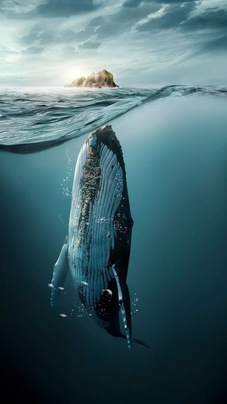 Красивый кит