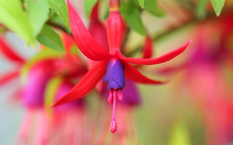 Обои на рабочий стол фуксия