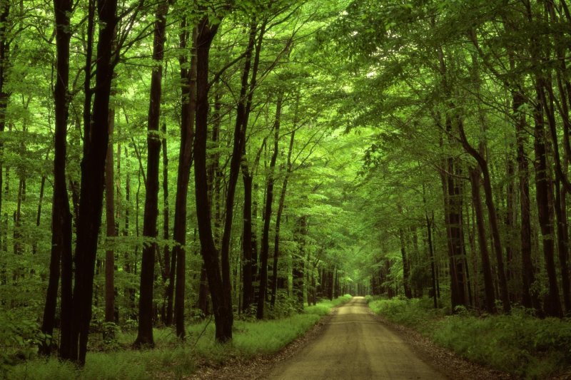 Деревья в лесу