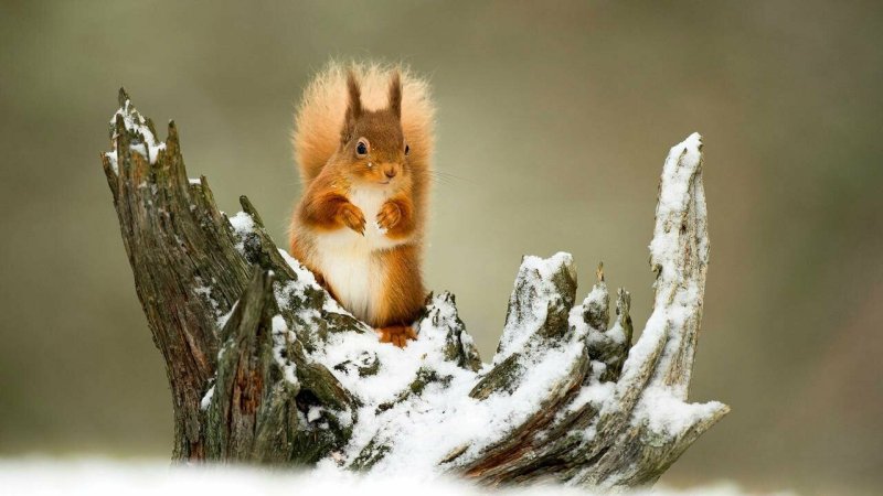 Зимняя Белочка