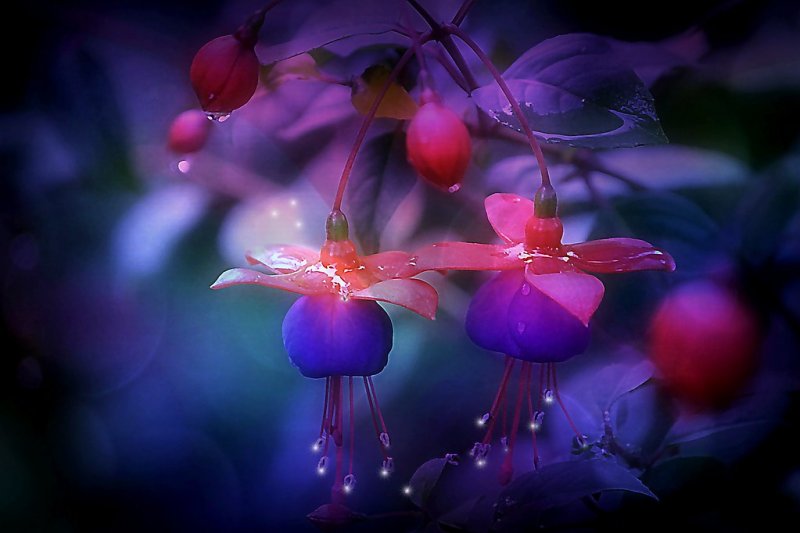 Фуксия Клеанта