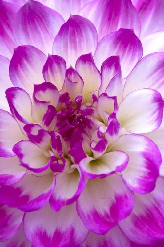 Красивые цветочки