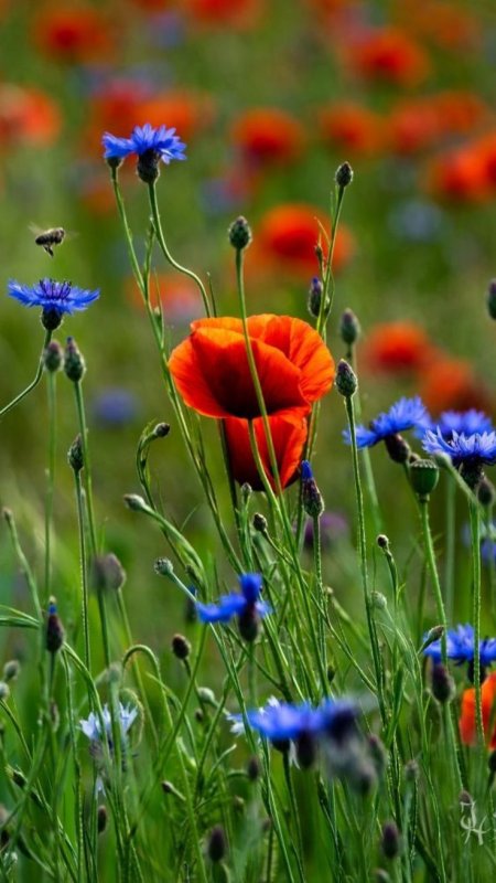 Полевые цветы