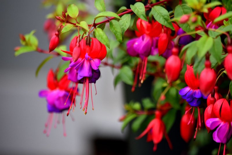 Фуксия Клеанта