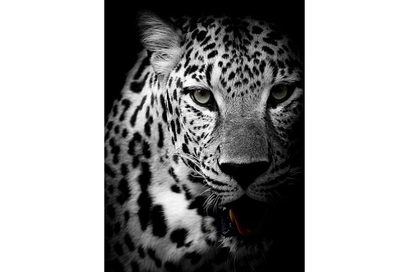 Леопард черно белый