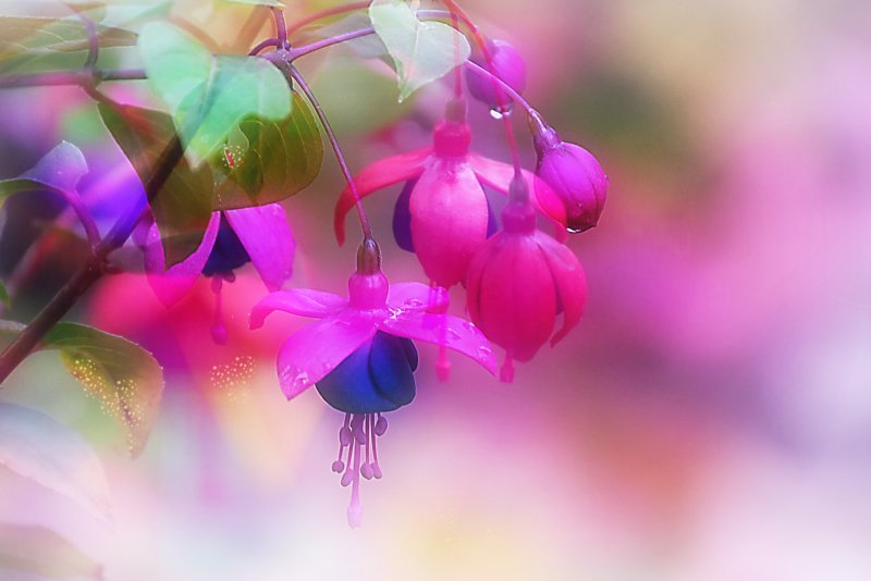 Фуксия абстракция