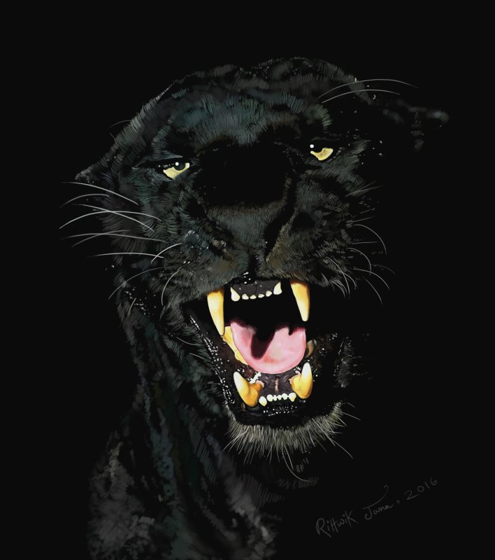 Пантера меланист