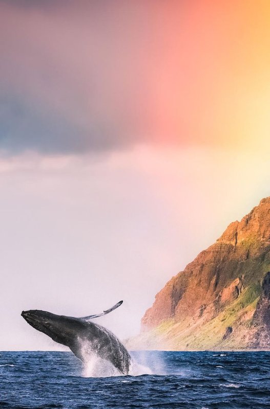 Киты в океане