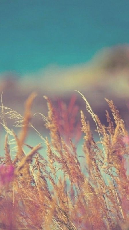 Макросъемка природа