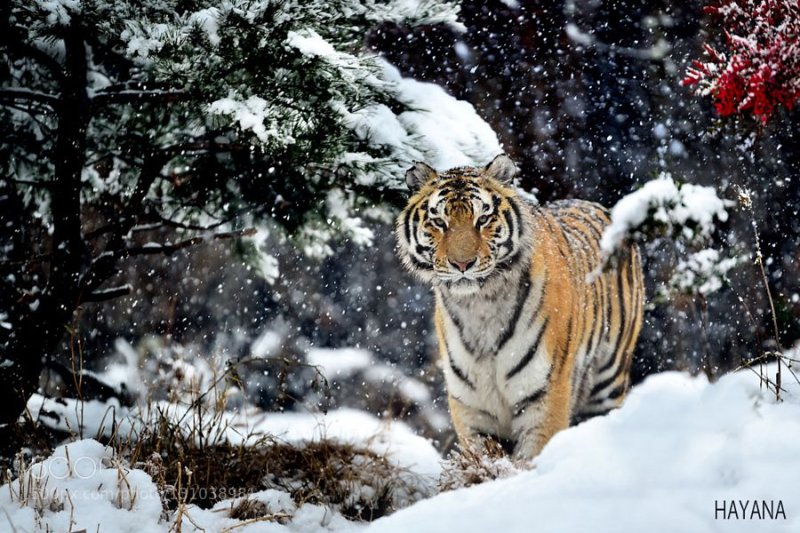 Амурский тигр фото