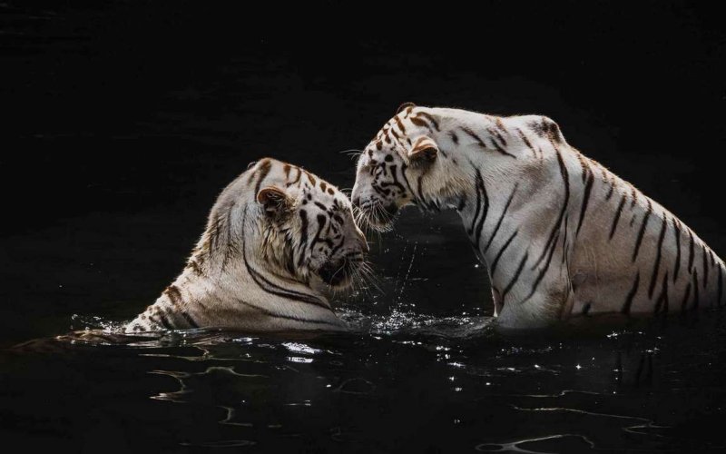 Тигр на рабочий стол