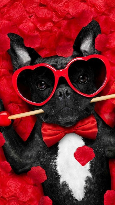 Крутые животные