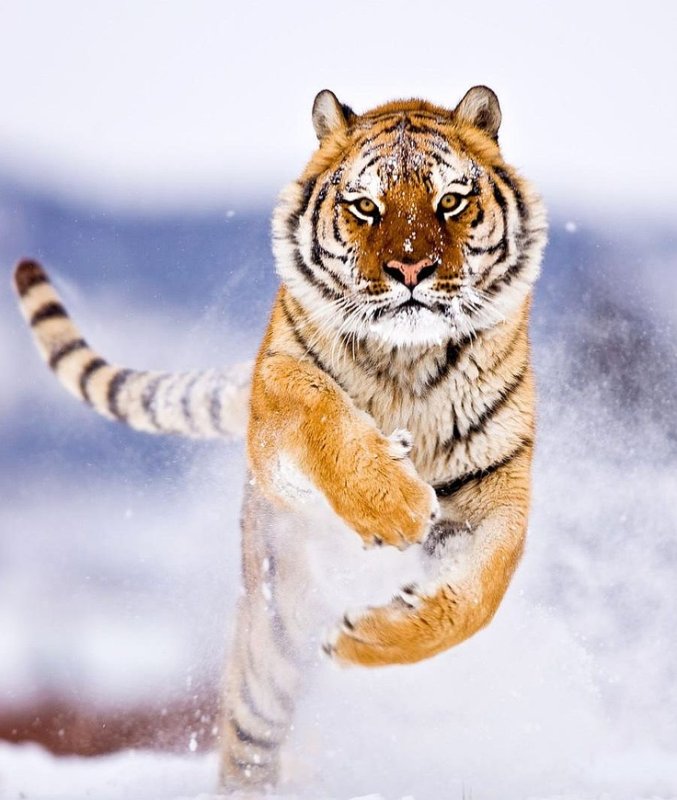 Тайгер тигр