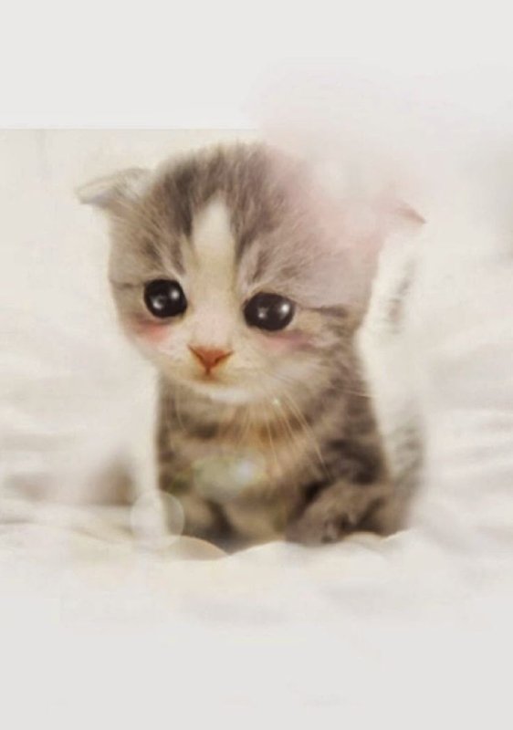 Котята милашки