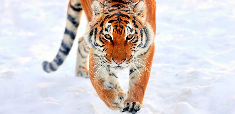 Амурский тигр