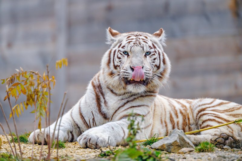 Уссурийский тигр белый